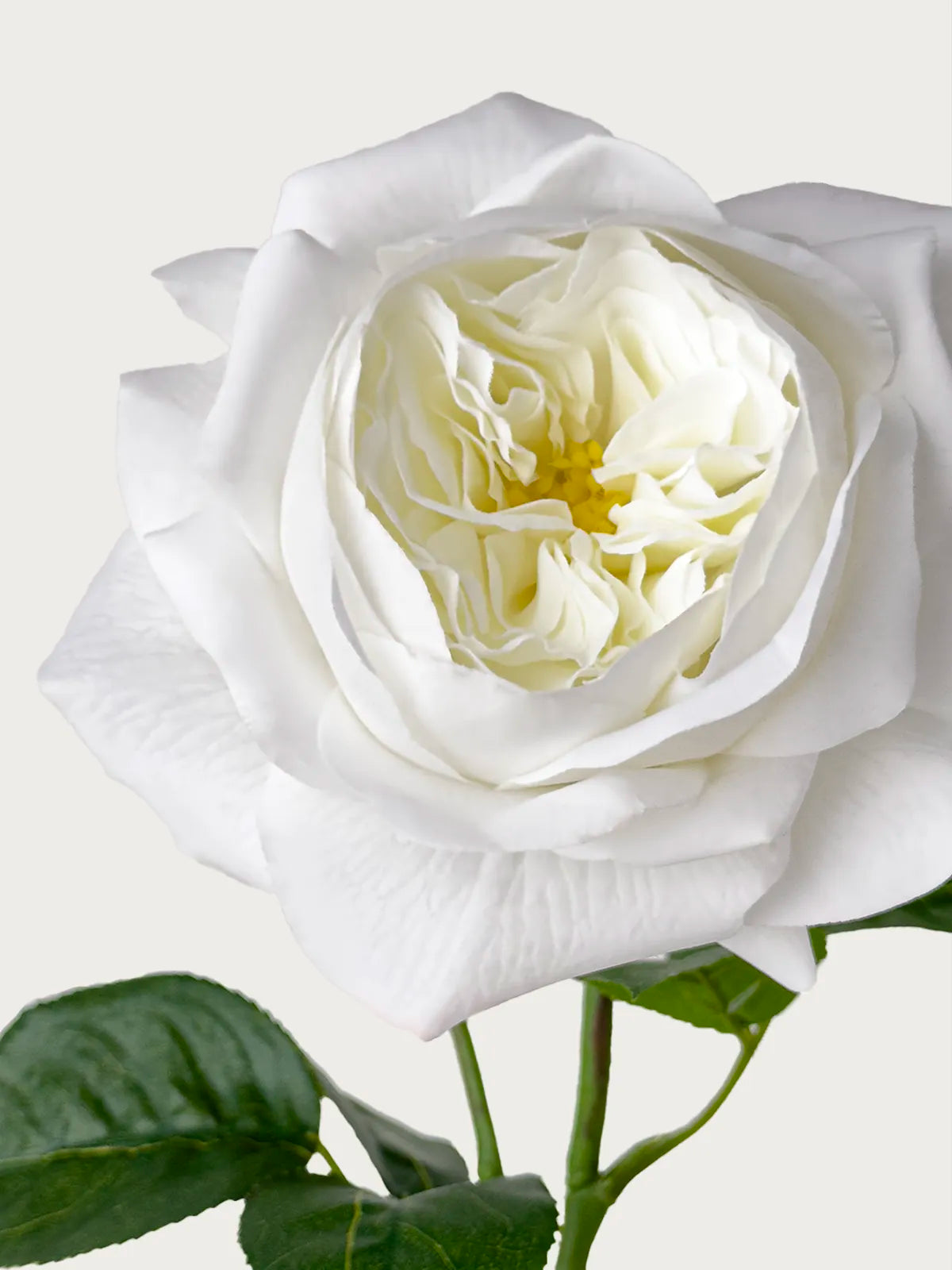 Real Touch Faux Juliet Rose, White
