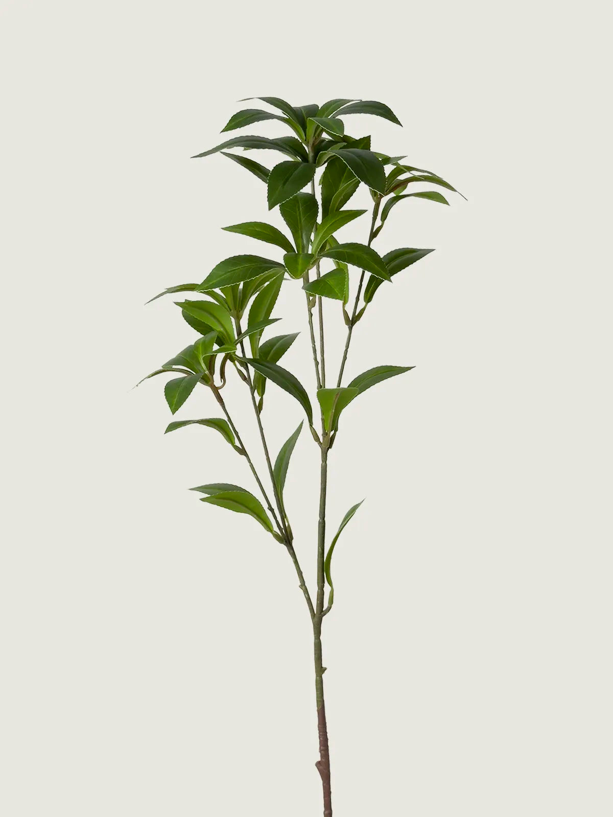 Faux Pieris Japonica (Andromeda), Green