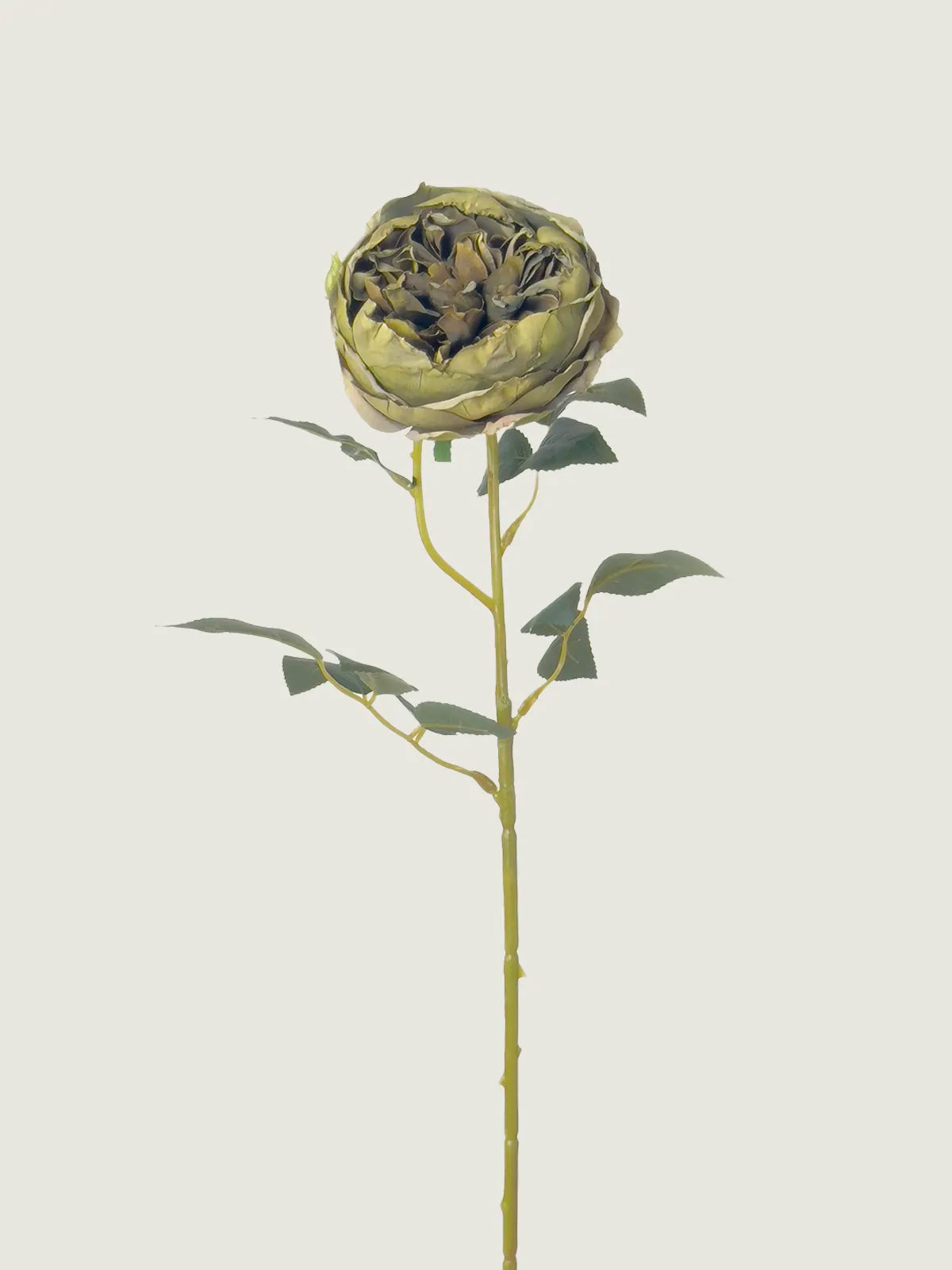 Faux Scorched-Edge Austin Rose