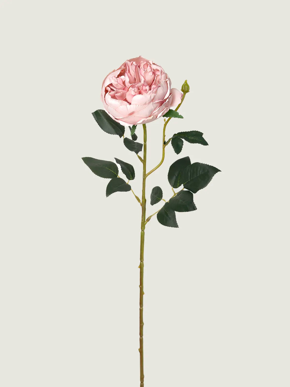 Faux Scorched-Edge Austin Rose