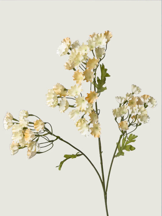 Faux Forget-Me-Not, Champagne