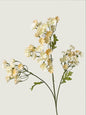 Faux Forget-Me-Not, Champagne