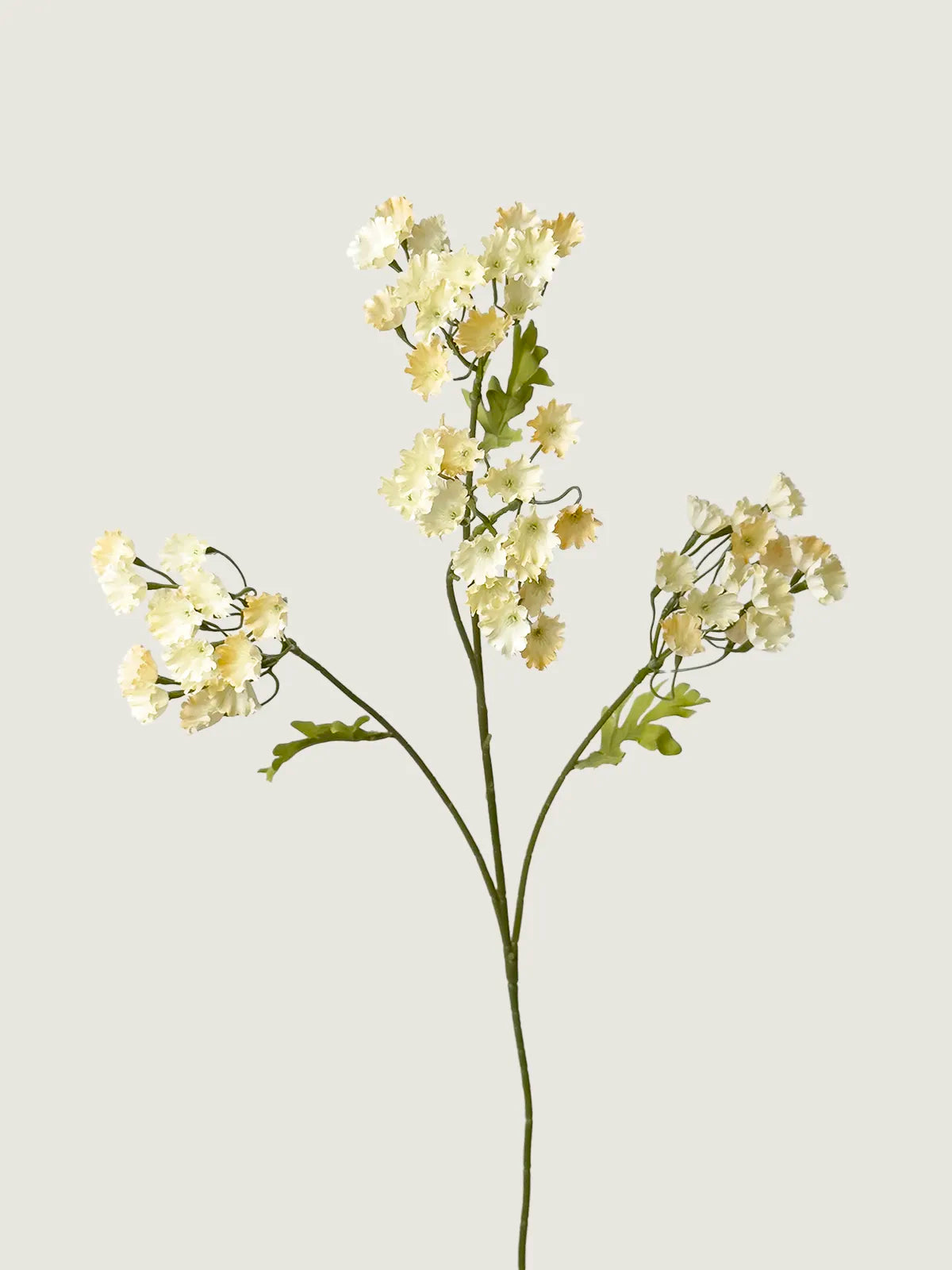 Faux Forget-Me-Not, Champagne