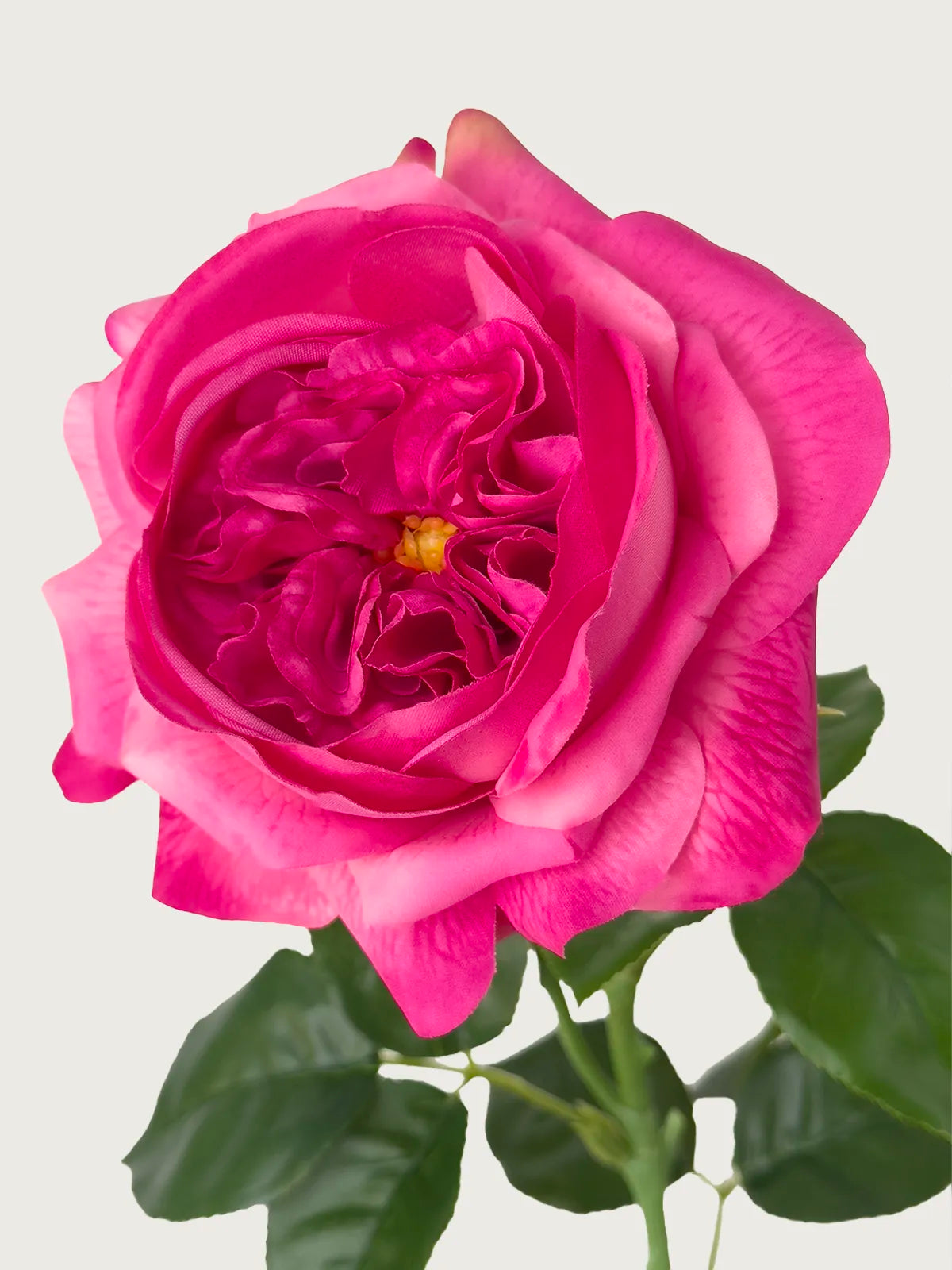 Real Touch Faux Juliet Rose, Magenta