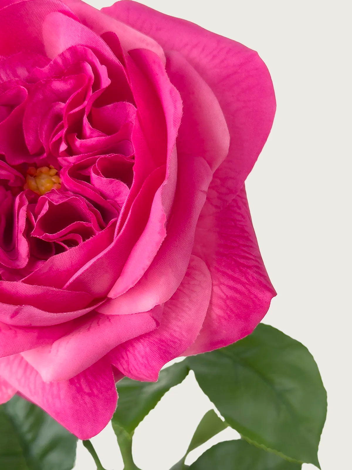 Real Touch Faux Juliet Rose, Magenta