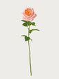 Real Touch Faux Juliet Rose, Blush Pink