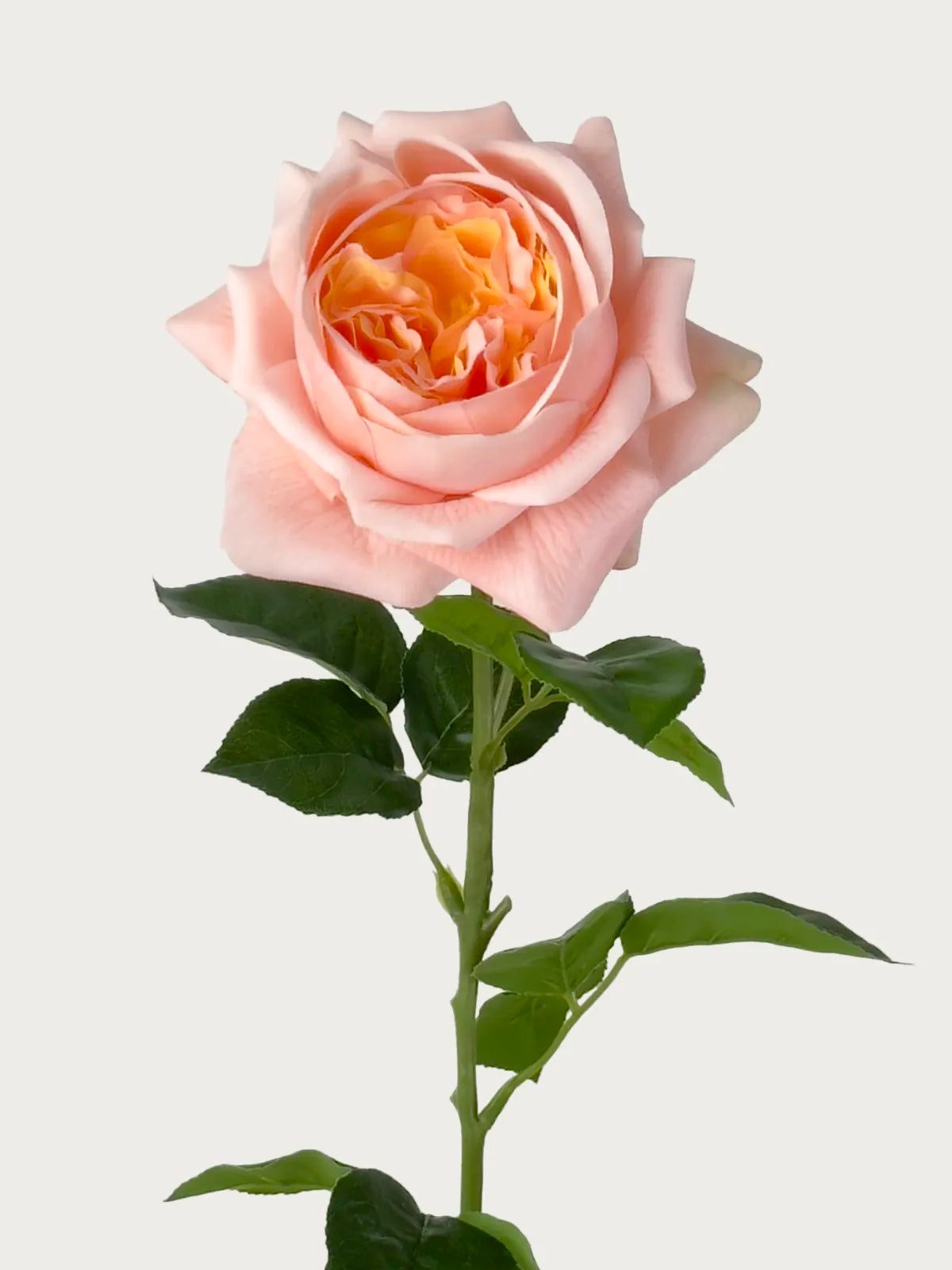 Real Touch Faux Juliet Rose, Blush Pink
