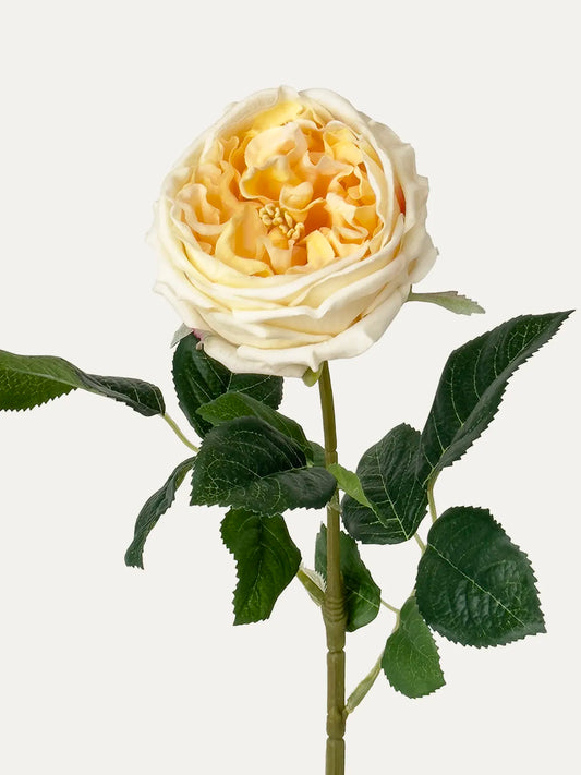 Real Touch Faux Austin Rose, Champagne