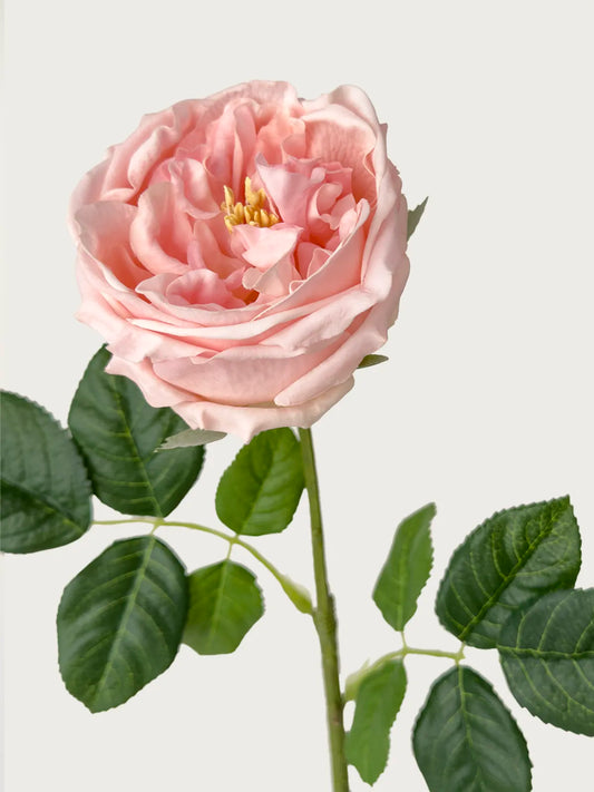 Real Touch Faux Austin Rose, Blush Pink