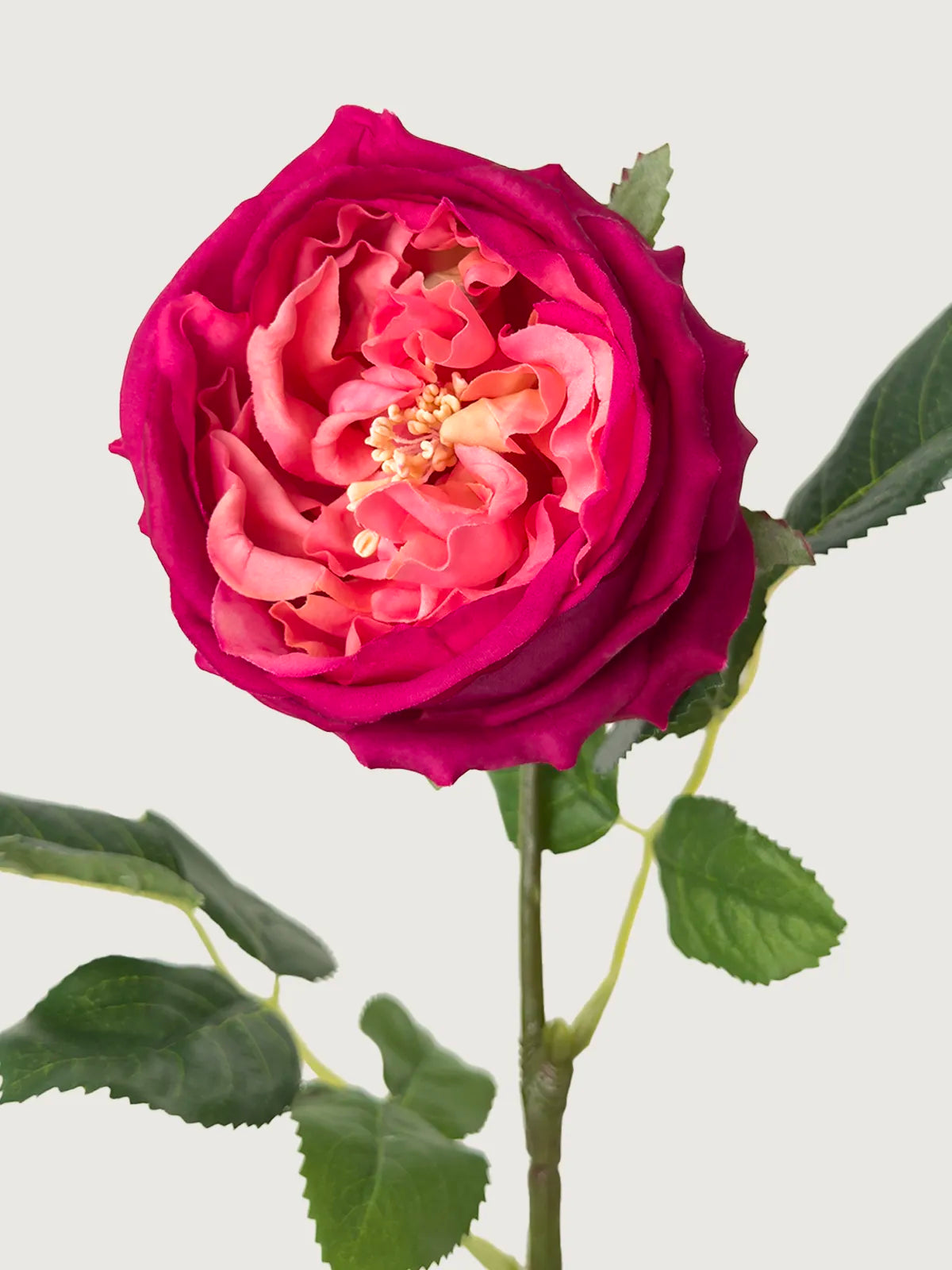 Real Touch Faux Austin Rose, Magenta