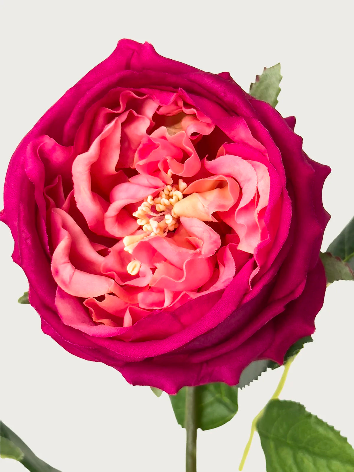 Real Touch Faux Austin Rose, Magenta