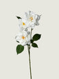Faux Queen’s Curled Rose, White