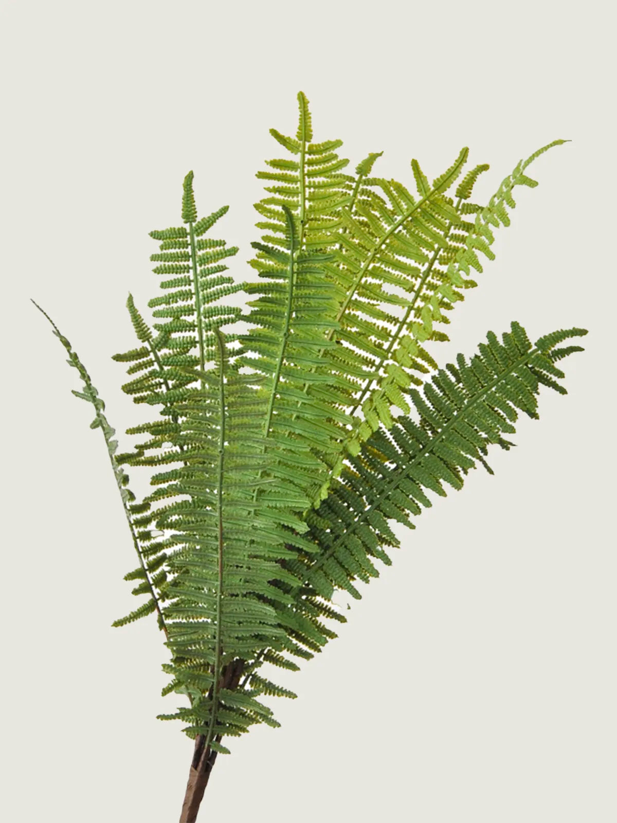 Faux Golden Star Fern Bundle, Green