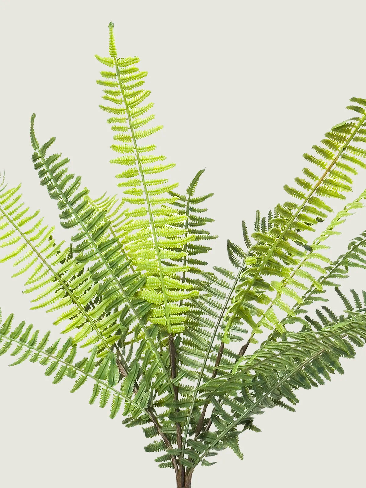Faux Golden Star Fern Bundle, Green