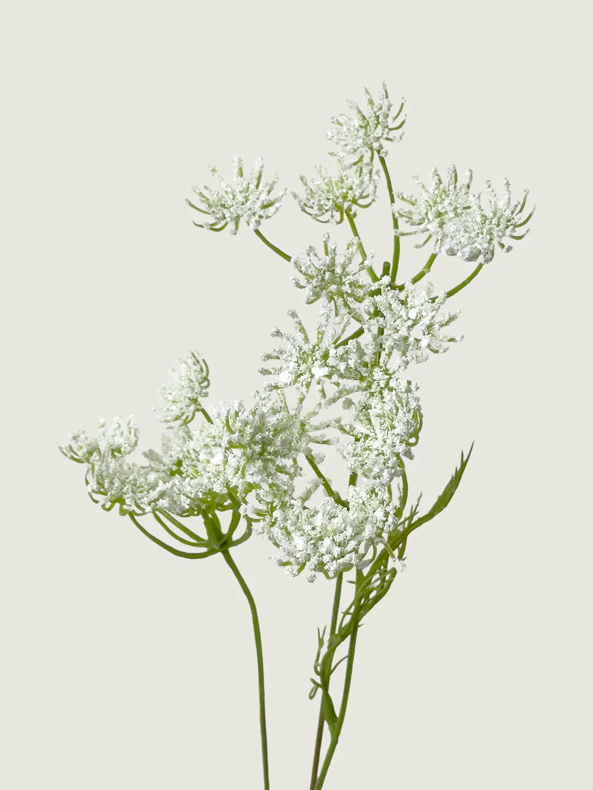 Faux Queen Anne’s Lace, White