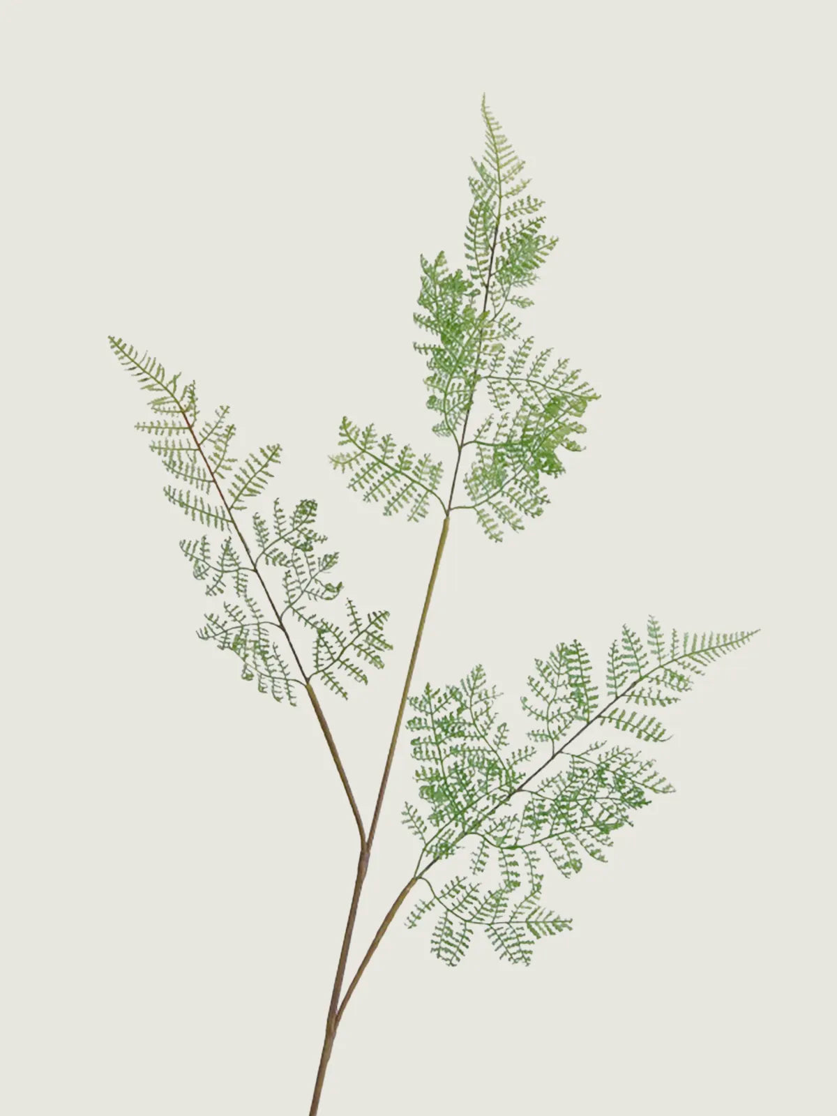 Faux Asparagus Fern, Green