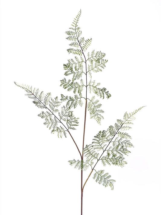 Faux Asparagus Fern, Green