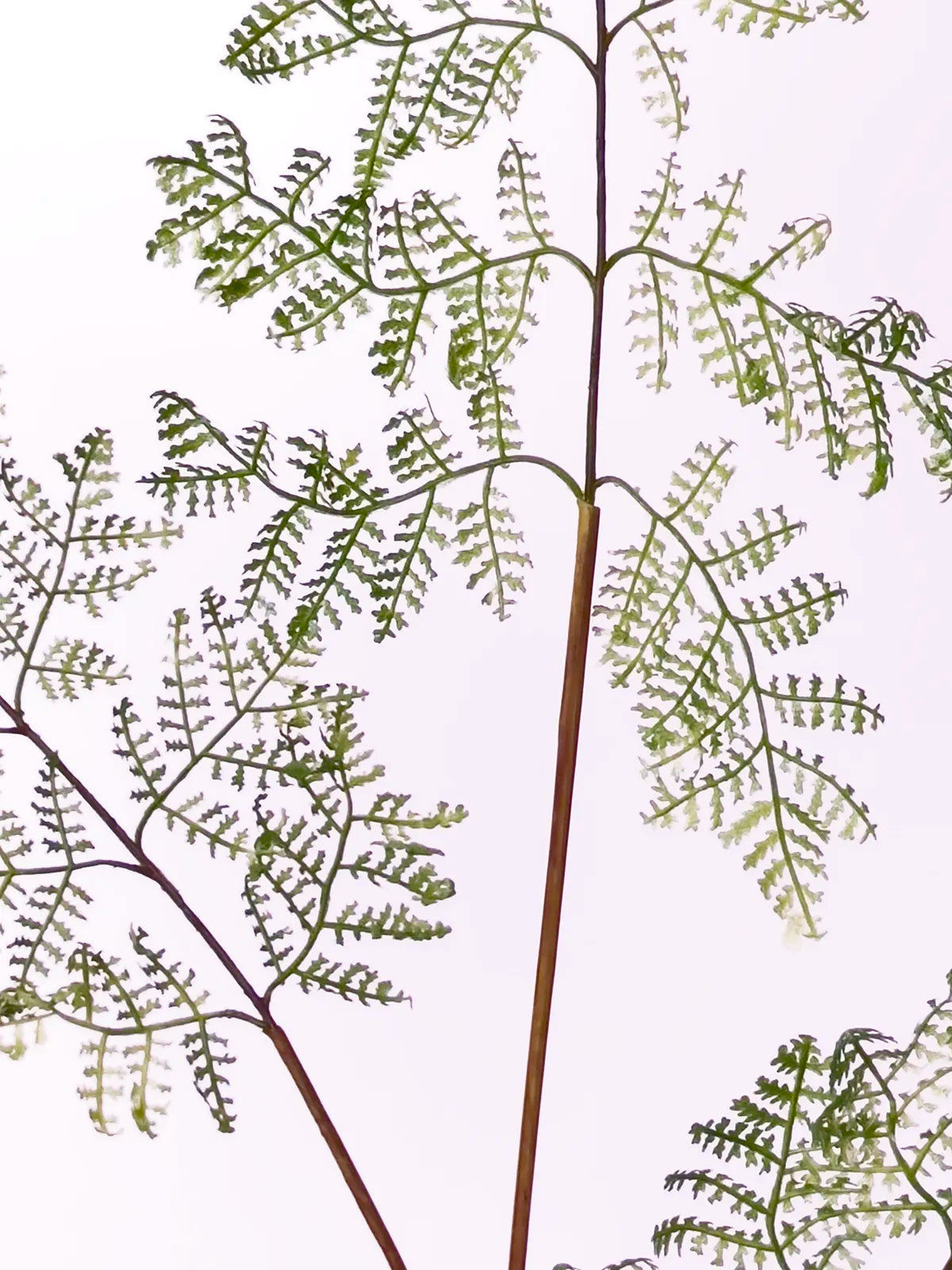 Faux Asparagus Fern, Green