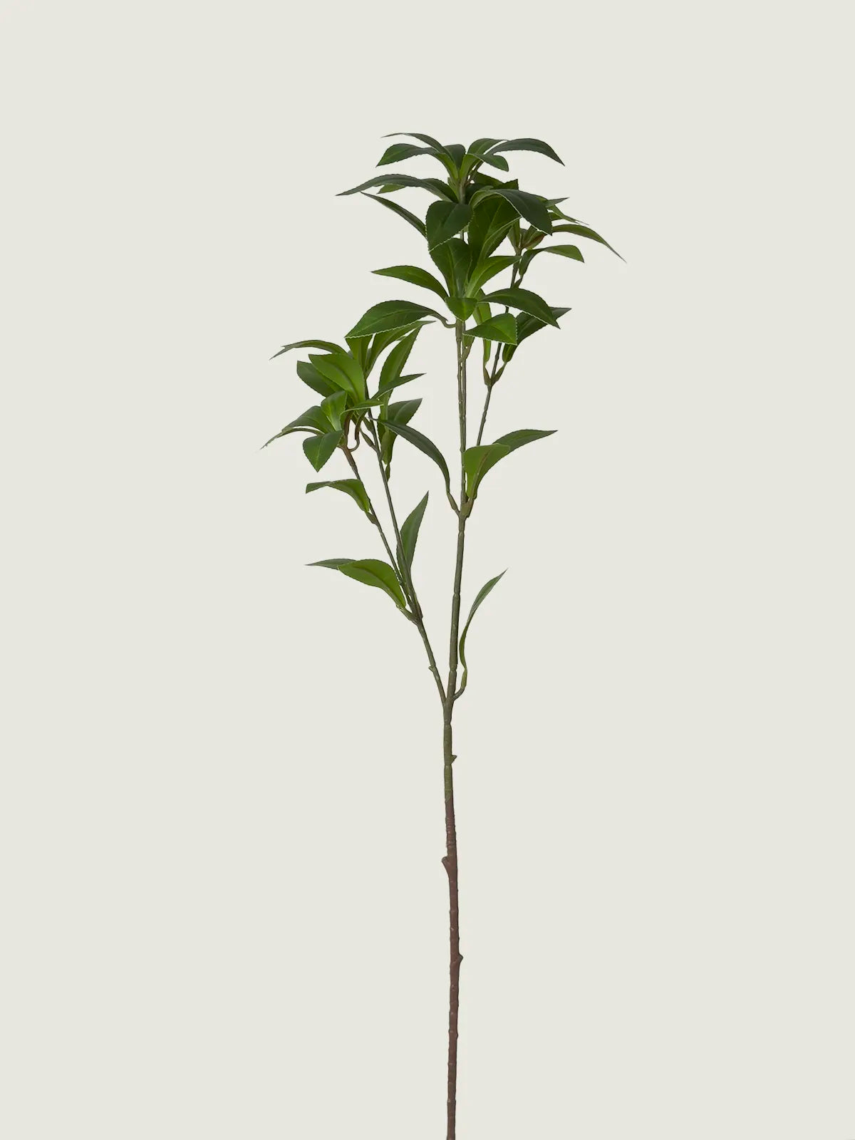 Faux Pieris Japonica (Andromeda), Green