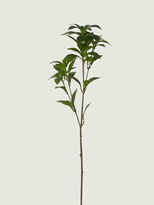 Faux Pieris Japonica (Andromeda), Green