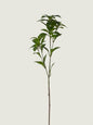Faux Pieris Japonica (Andromeda), Green