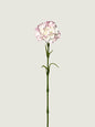 Real Touch Moisture-Retaining Faux Carnation, Pink