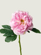 Faux Imperial Peony, Light Rose Pink