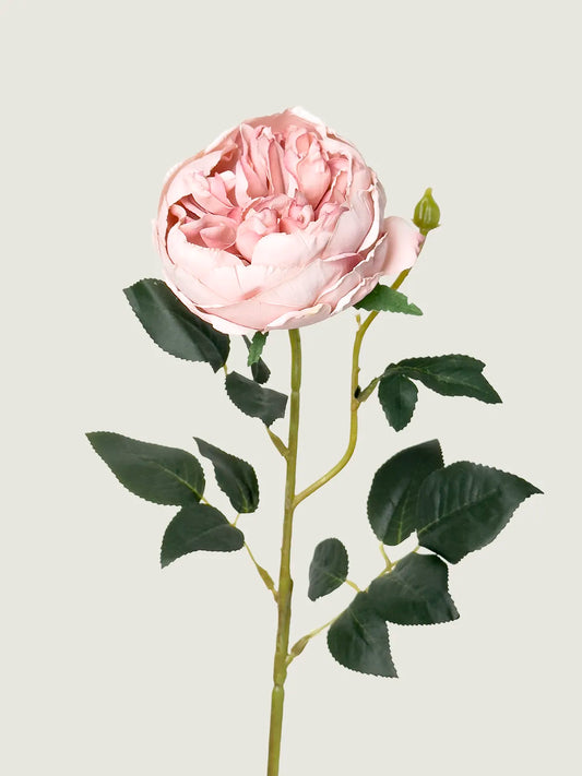 Faux Scorched-Edge Austin Rose