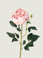 Faux Scorched-Edge Austin Rose