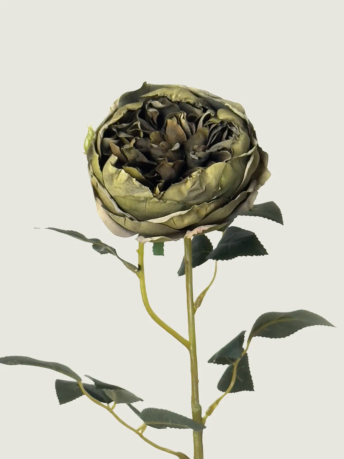Faux Scorched-Edge Austin Rose