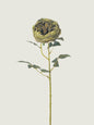 Faux Scorched-Edge Austin Rose