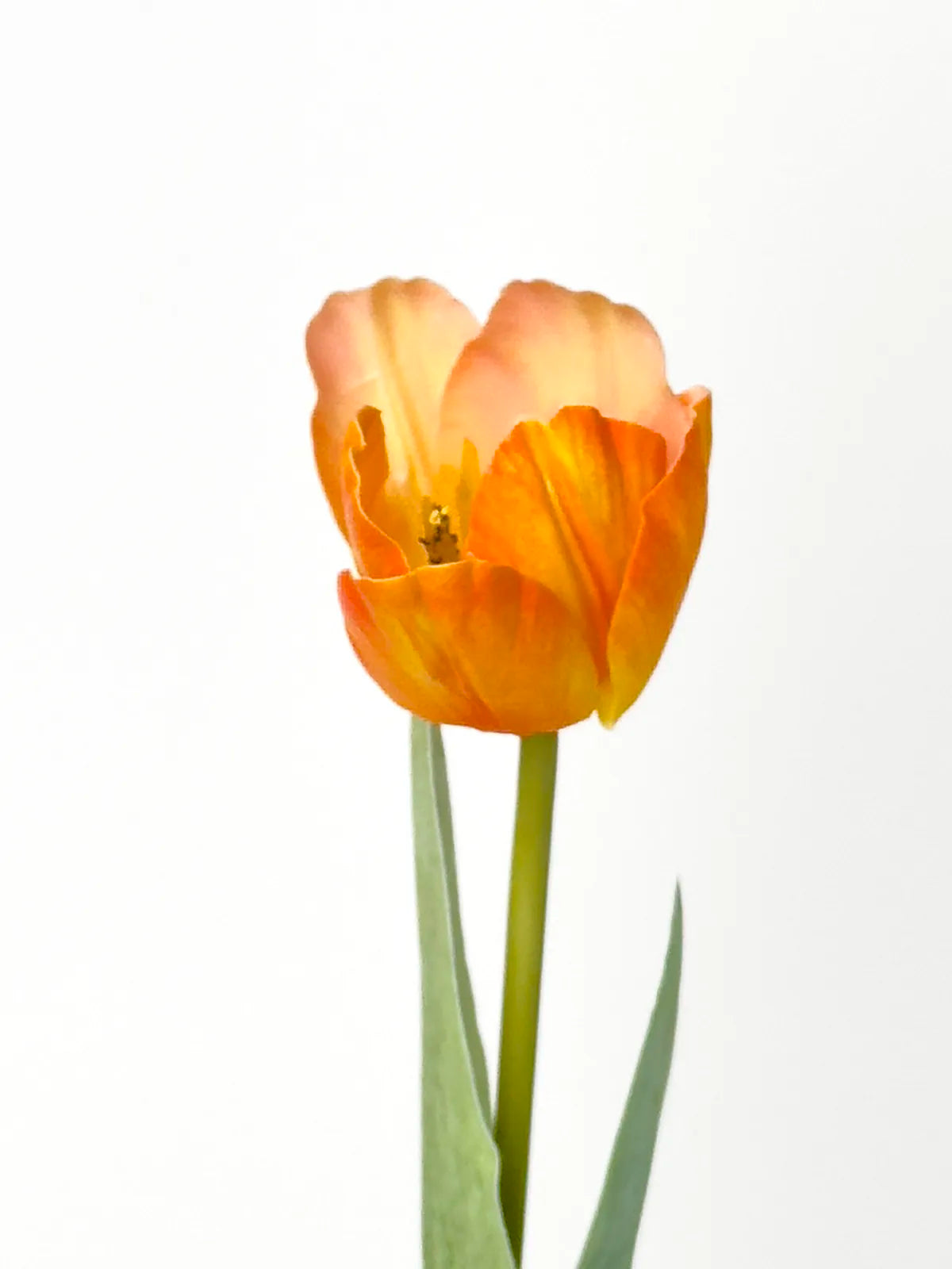 Real Touch Faux Tulip, Tangerine